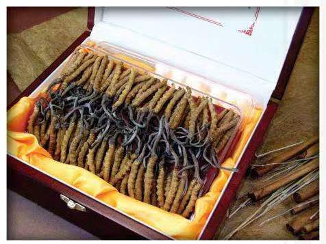 香洲冬虫夏草回收